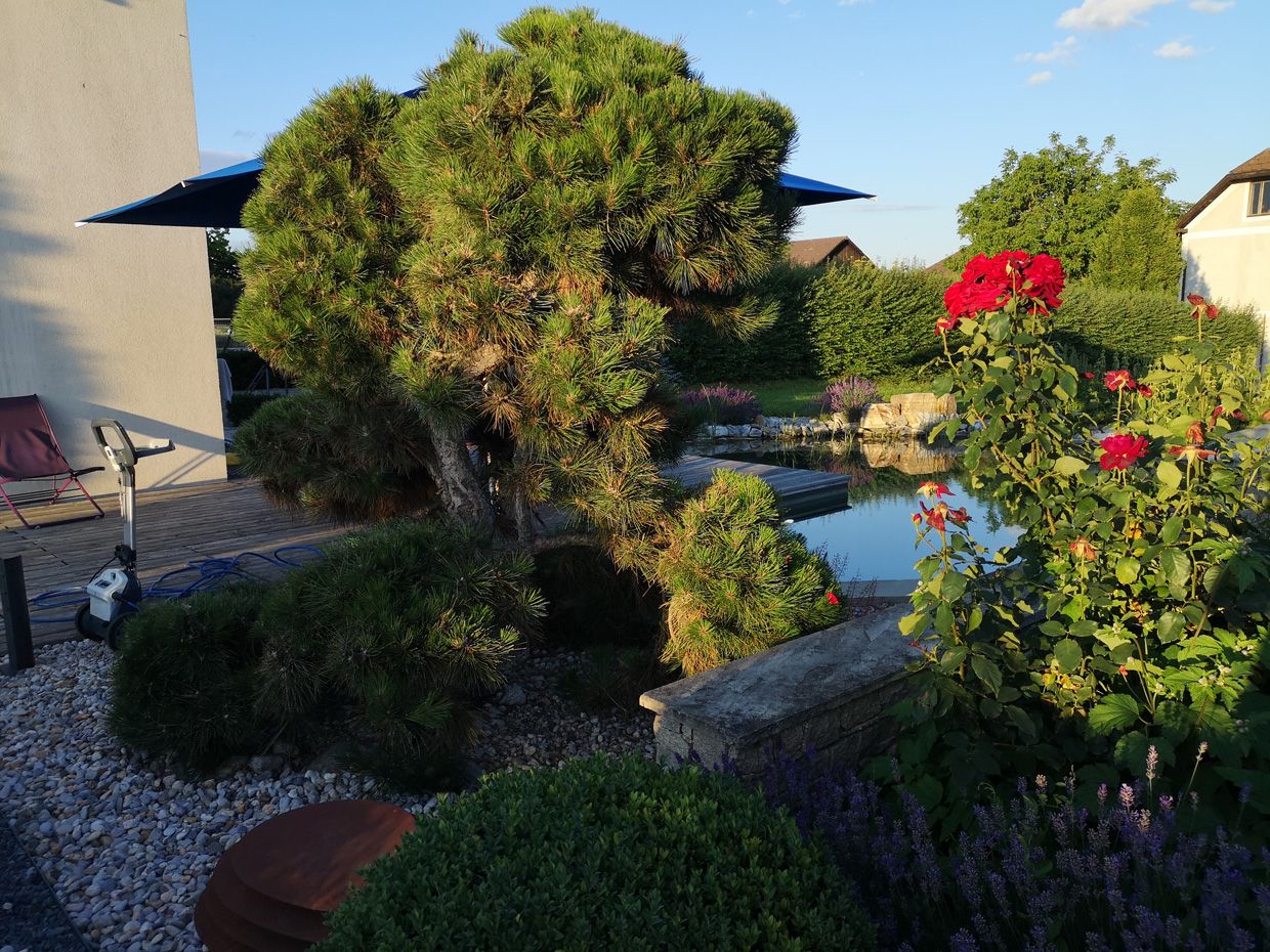 Schaugarten | Dallhammer GmbH in St. Pölten