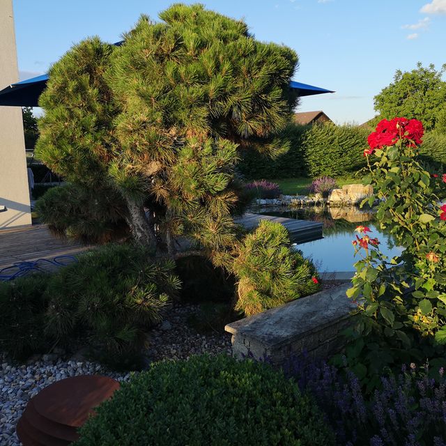Schaugarten | Dallhammer GmbH in St. Pölten