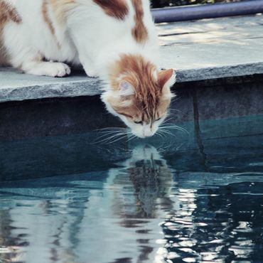 sauberes Poolwasser