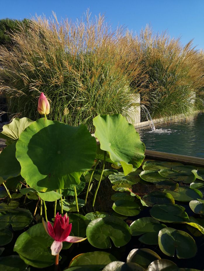 Schaugarten | Dallhammer GmbH in St. Pölten