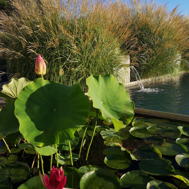 Schaugarten | Dallhammer GmbH in St. Pölten