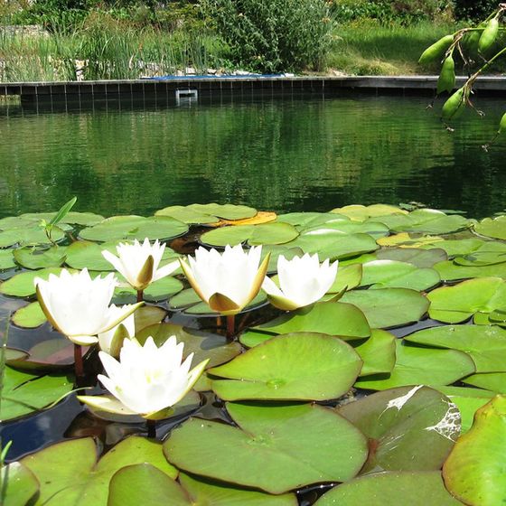 Schwimmteich